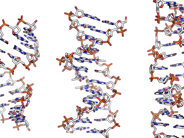 Strukturmodelle der DNA © Wikimedia/GNU 1.2/Richard Wheeler (Zephyris)